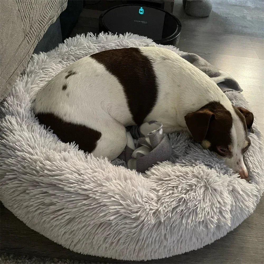 pet cushion bed