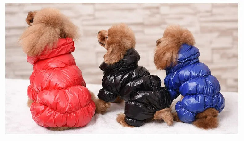 pet jacket